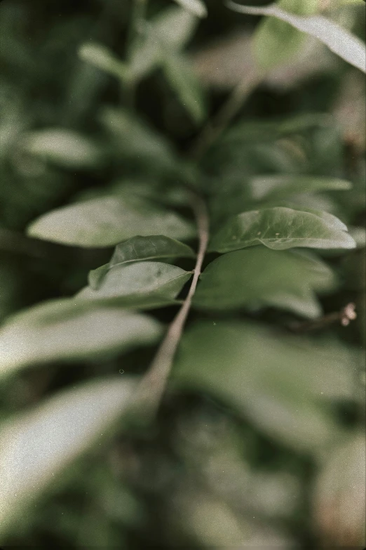 leaves are growing in the garden next to each other