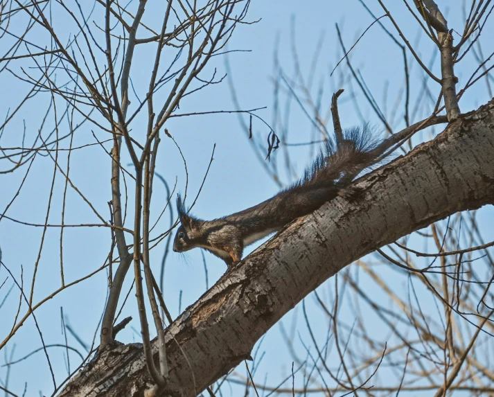 a squirrel is on the top of a tree