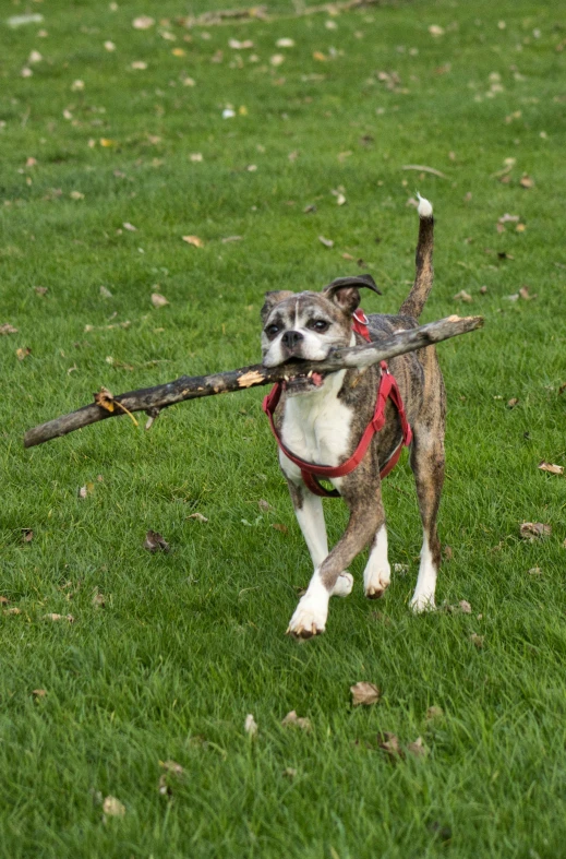 a dog carrying a stick in it's mouth