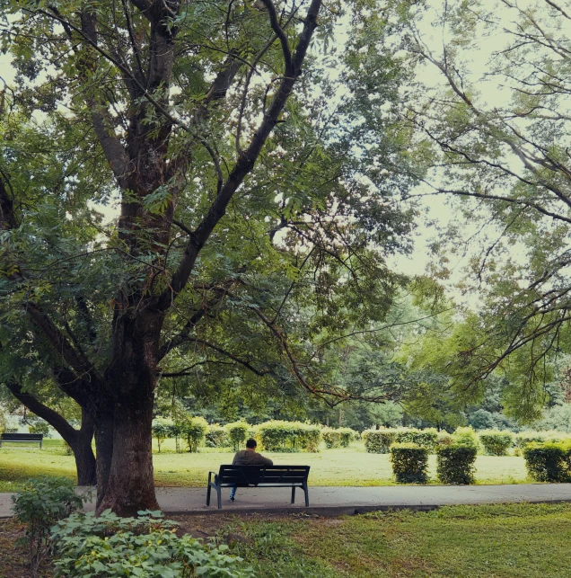 a person sitting on a bench under a tree