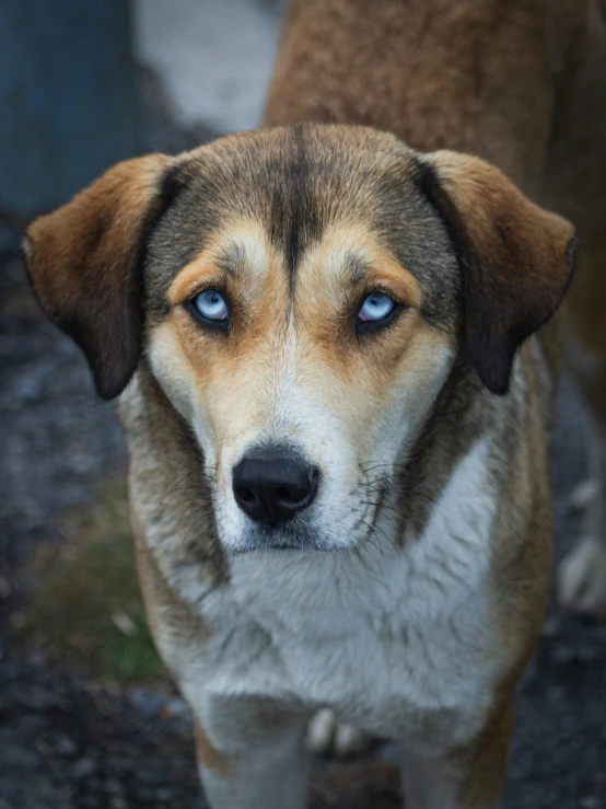 the dog looks at soing interesting with the blue eyes