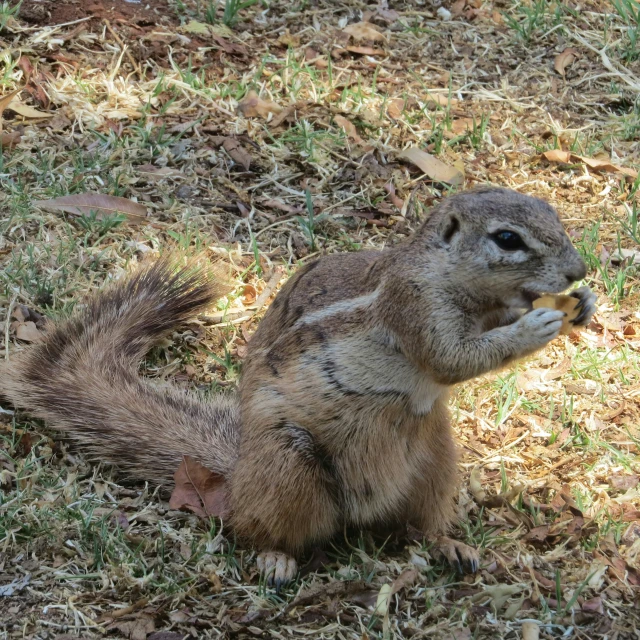 a chipper is eating soing in the grass