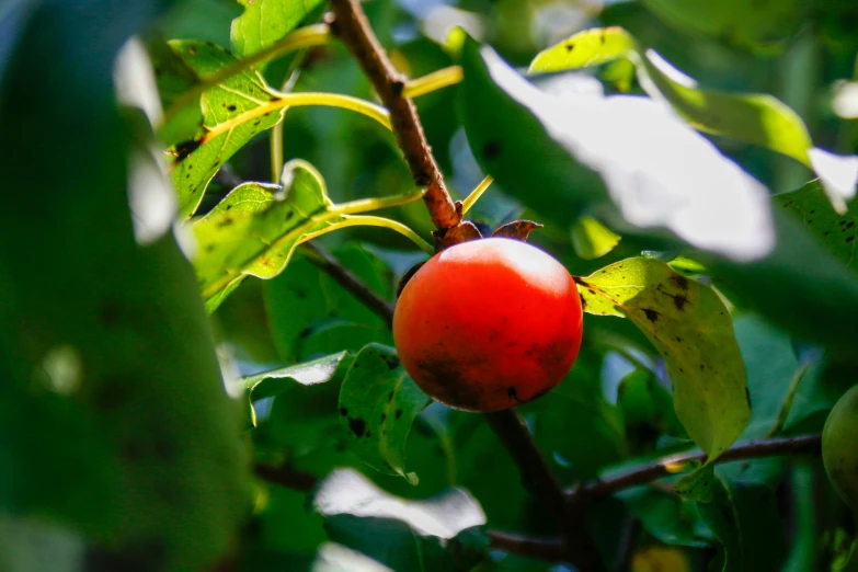 a tree that has red berries on it