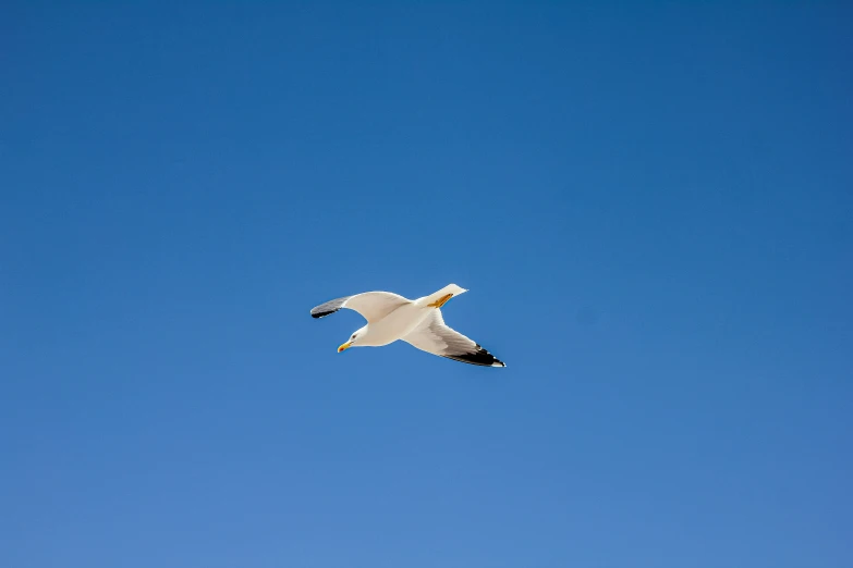 two white birds flying together in the sky