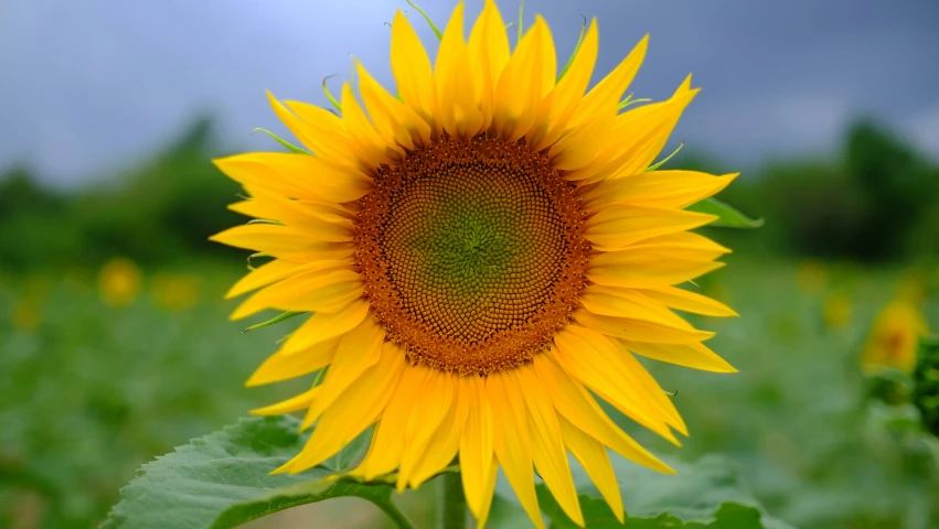 a big sunflower blooming on a large field