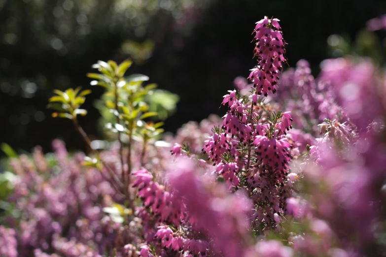 small pink flowers near trees in bloom