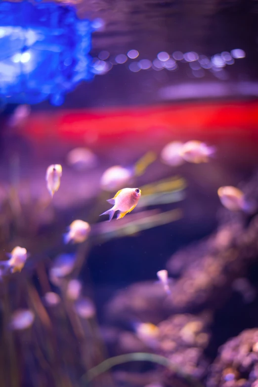 a fish swimming in the water in an aquarium