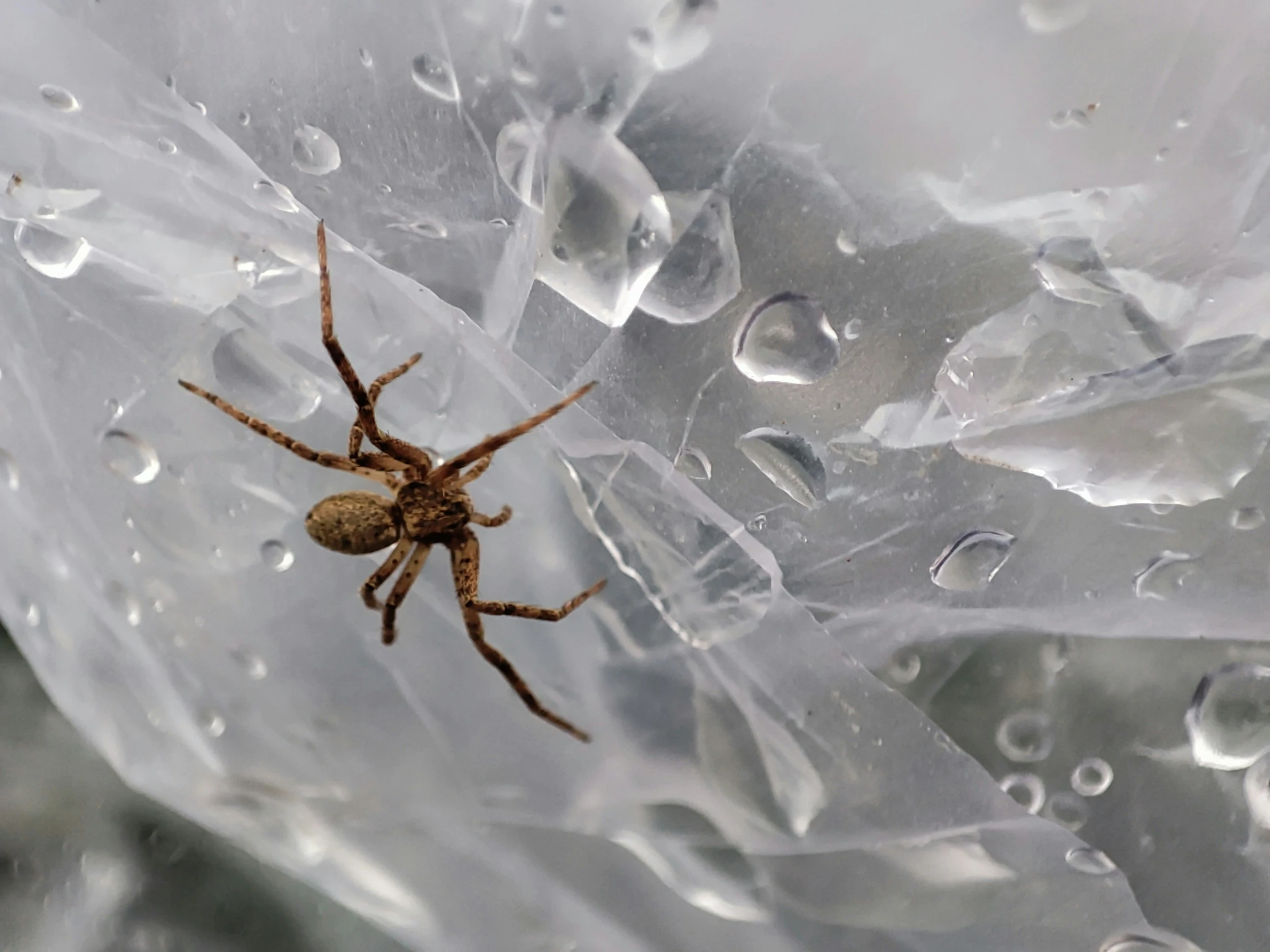 a close up s of a small spider on ice