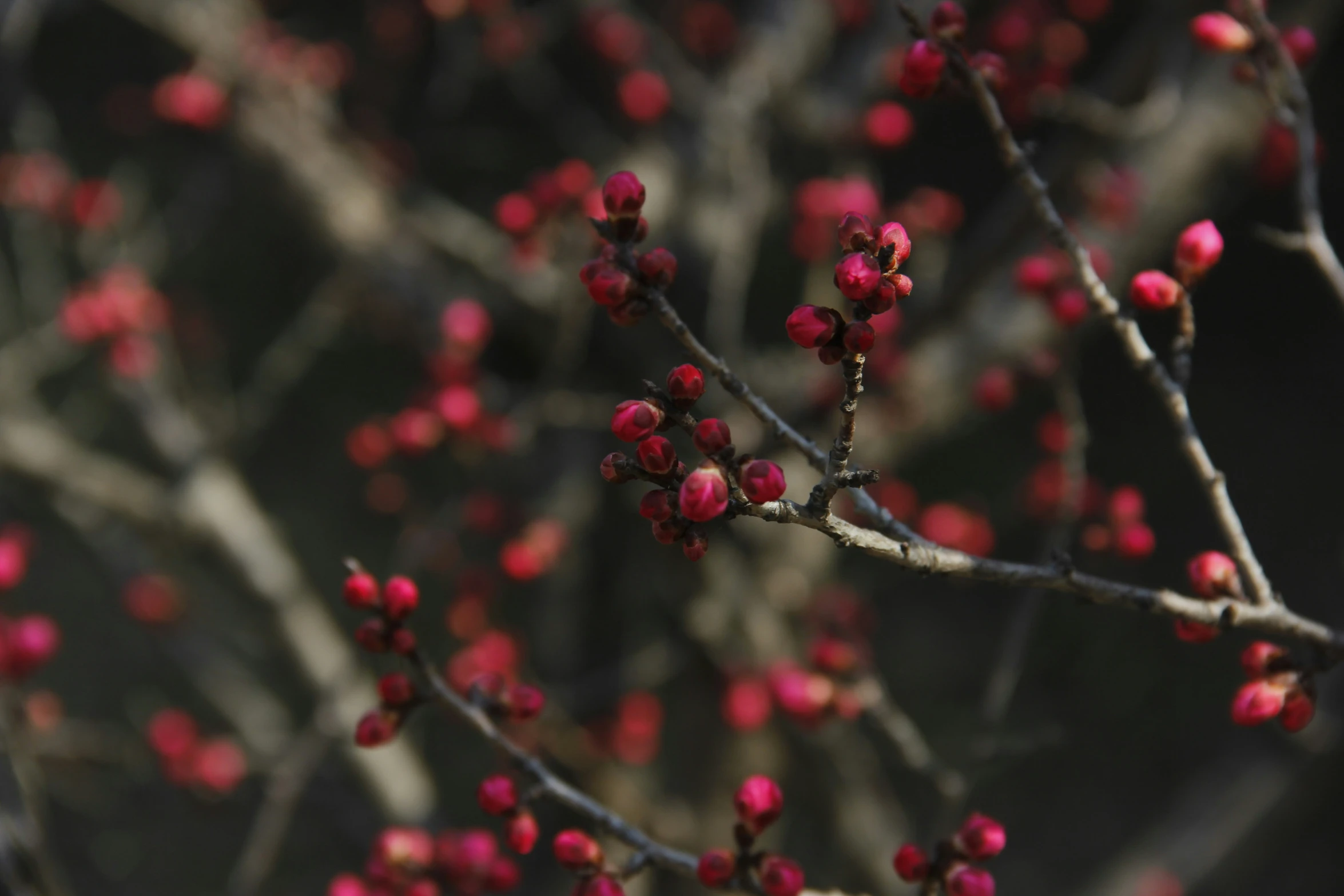 a nch with many red leaves on it