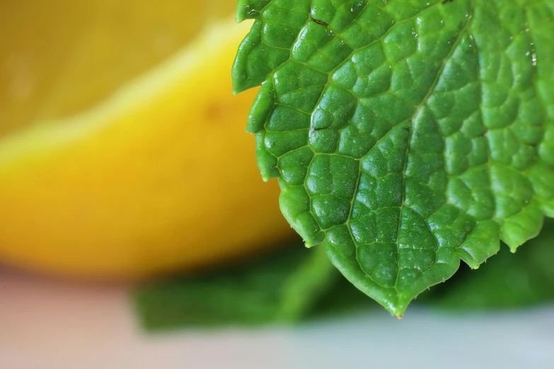 a green leaf and a lemon with water droplets on them