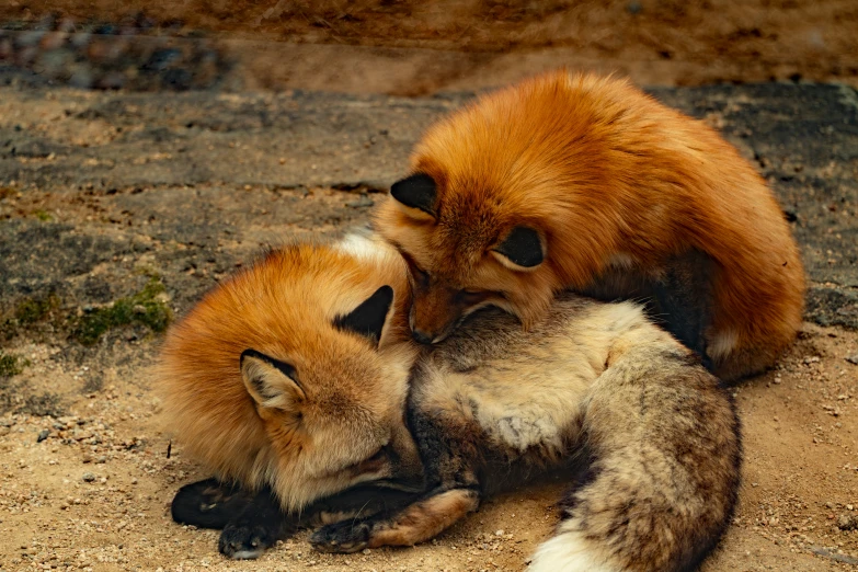 two foxes are curled up in the sand
