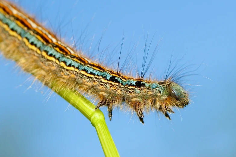 a caterpillar on the tip of a leaf