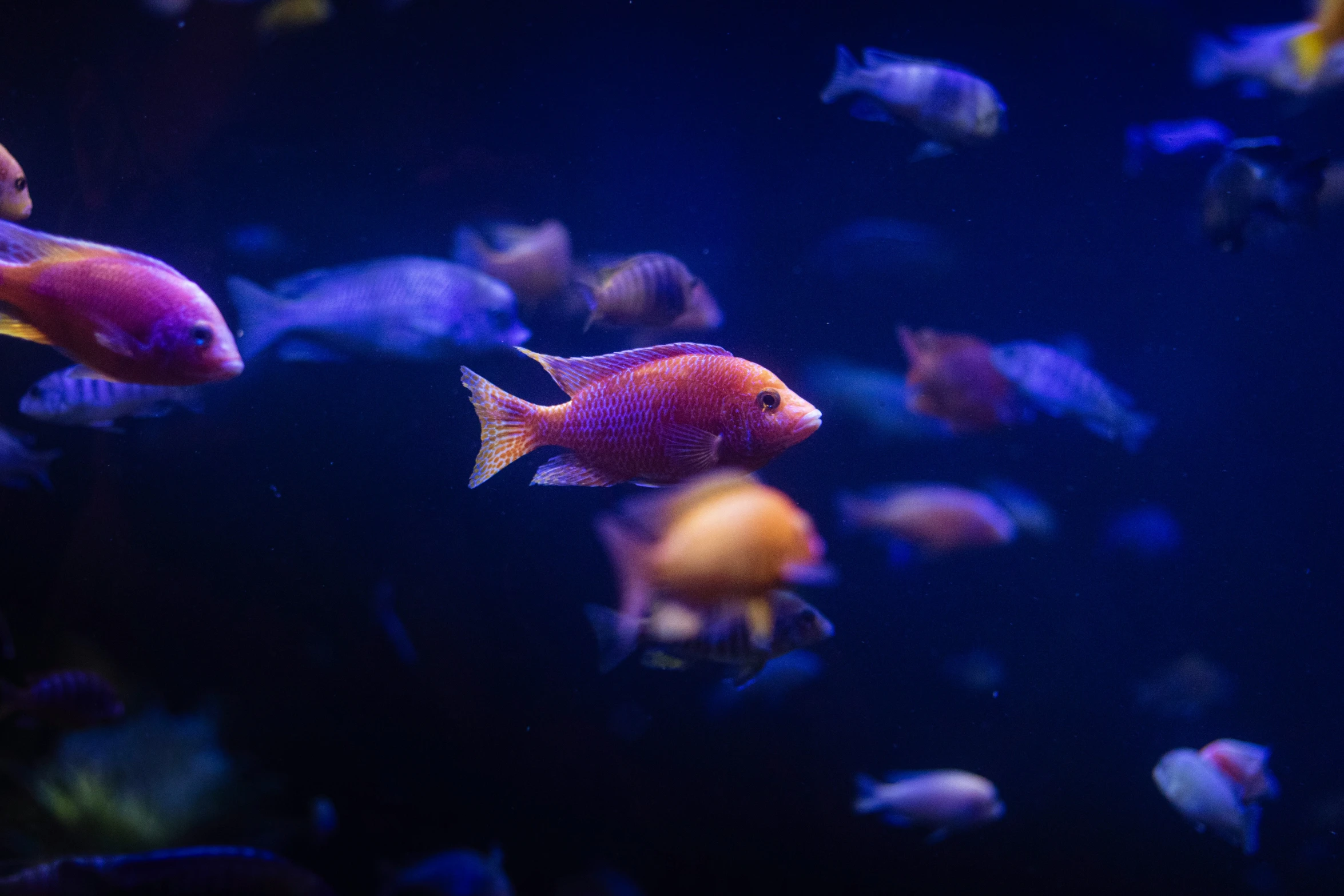 several fish in an aquarium during the night