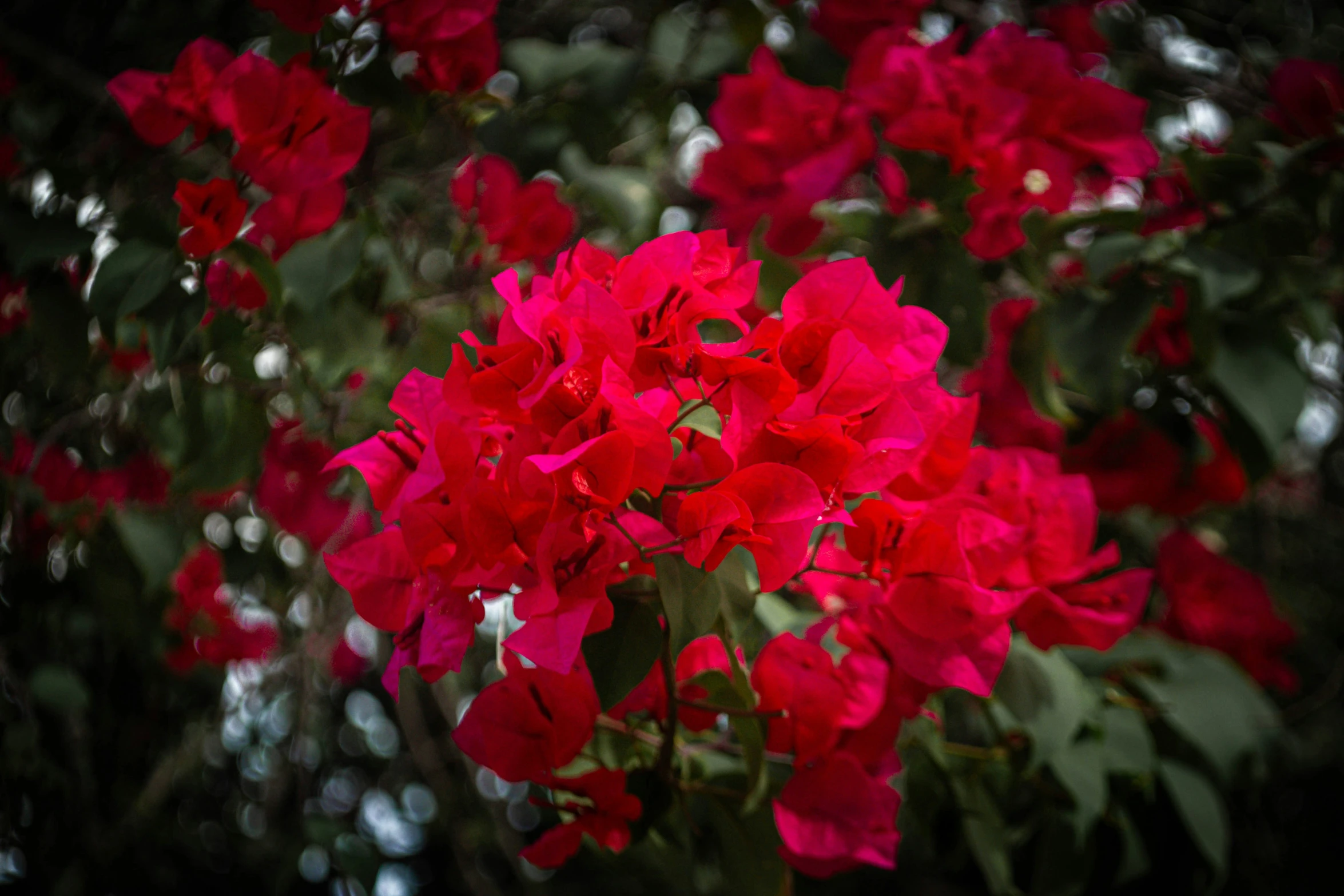 a beautiful cluster of red flowers