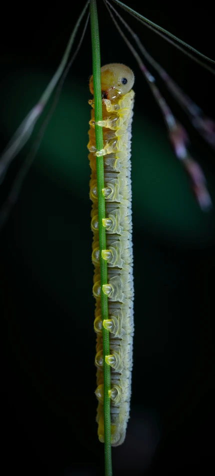 caterpillars and buds on a leaf with dew droplets