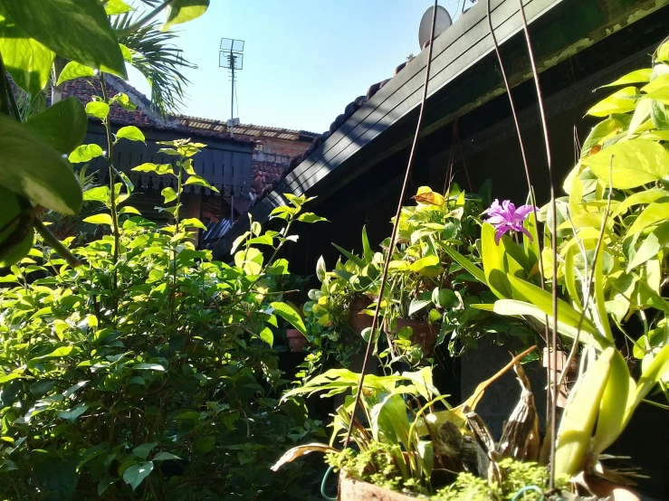 view from an old garden toward a house