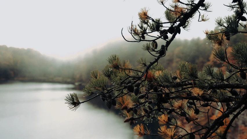 a lake with many trees and some water