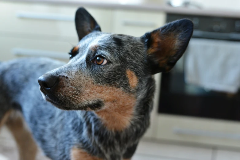 a dog stands in the kitchen staring at soing