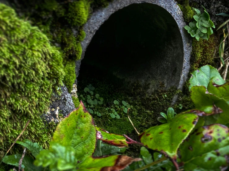 a hole in the ground surrounded by green leaves and moss