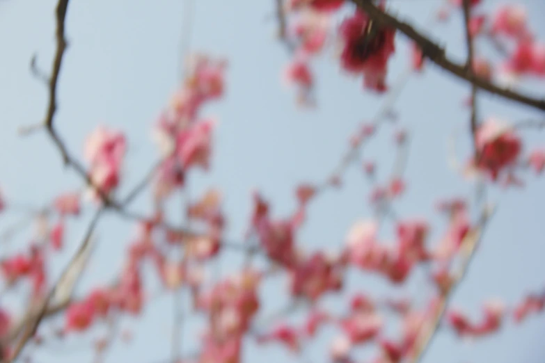 a clear blue sky and pink flowers