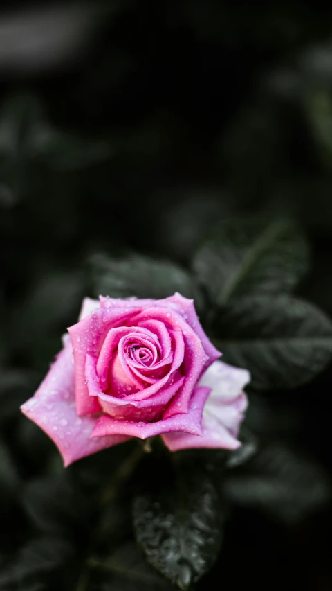 a pink rose that is blooming on a plant