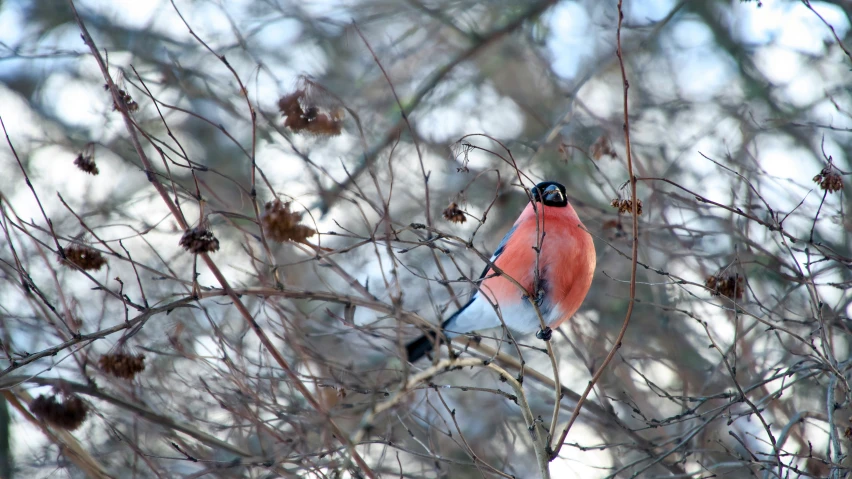 a red bird is perched in a tree