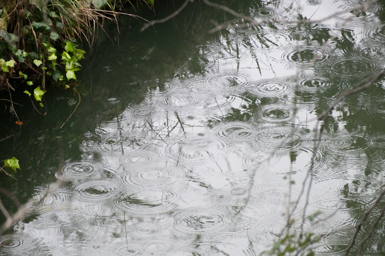 many trees reflect on the water as they make their way through