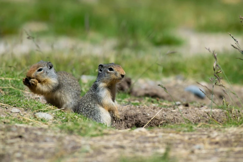 two groundhogs sit by a rocky area while their mouths open