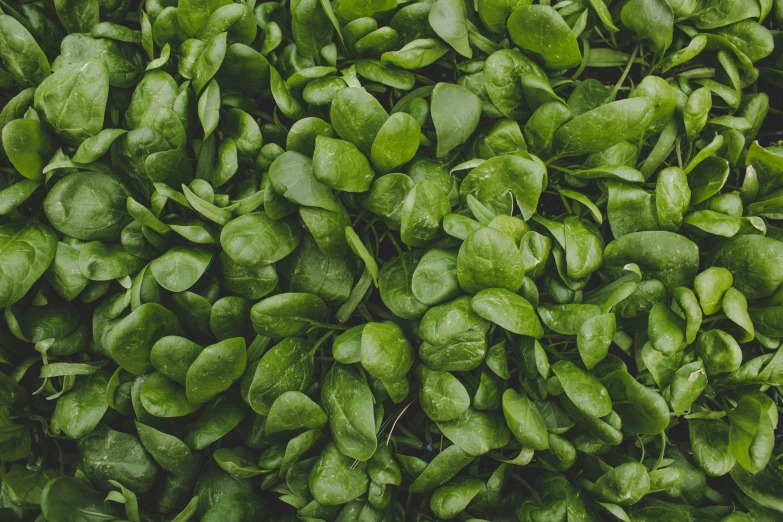 fresh green leaves arranged in a pile