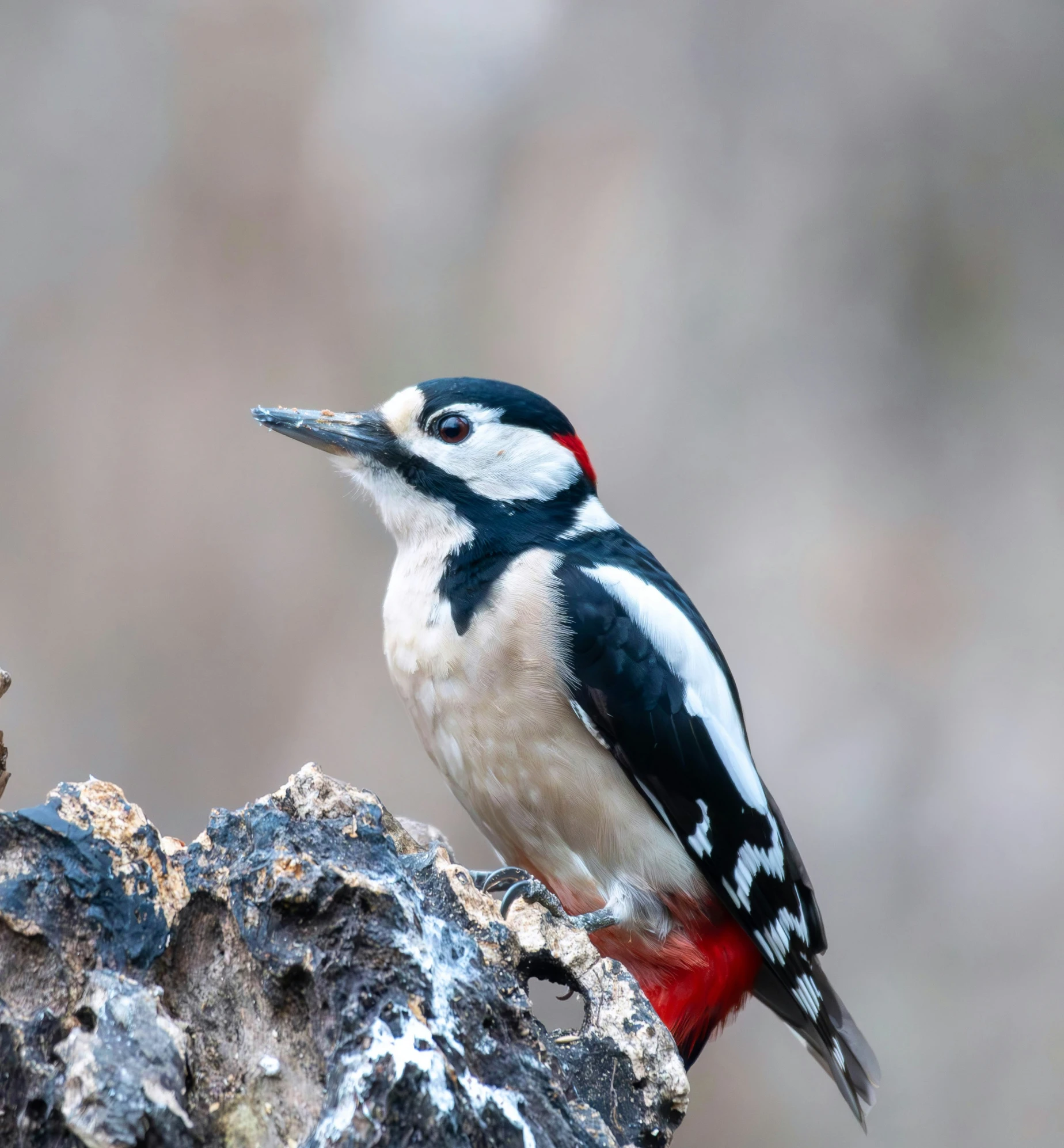 a bird sits on a rock and stares at soing