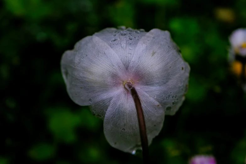 a flower is shown close up with flowers in the background