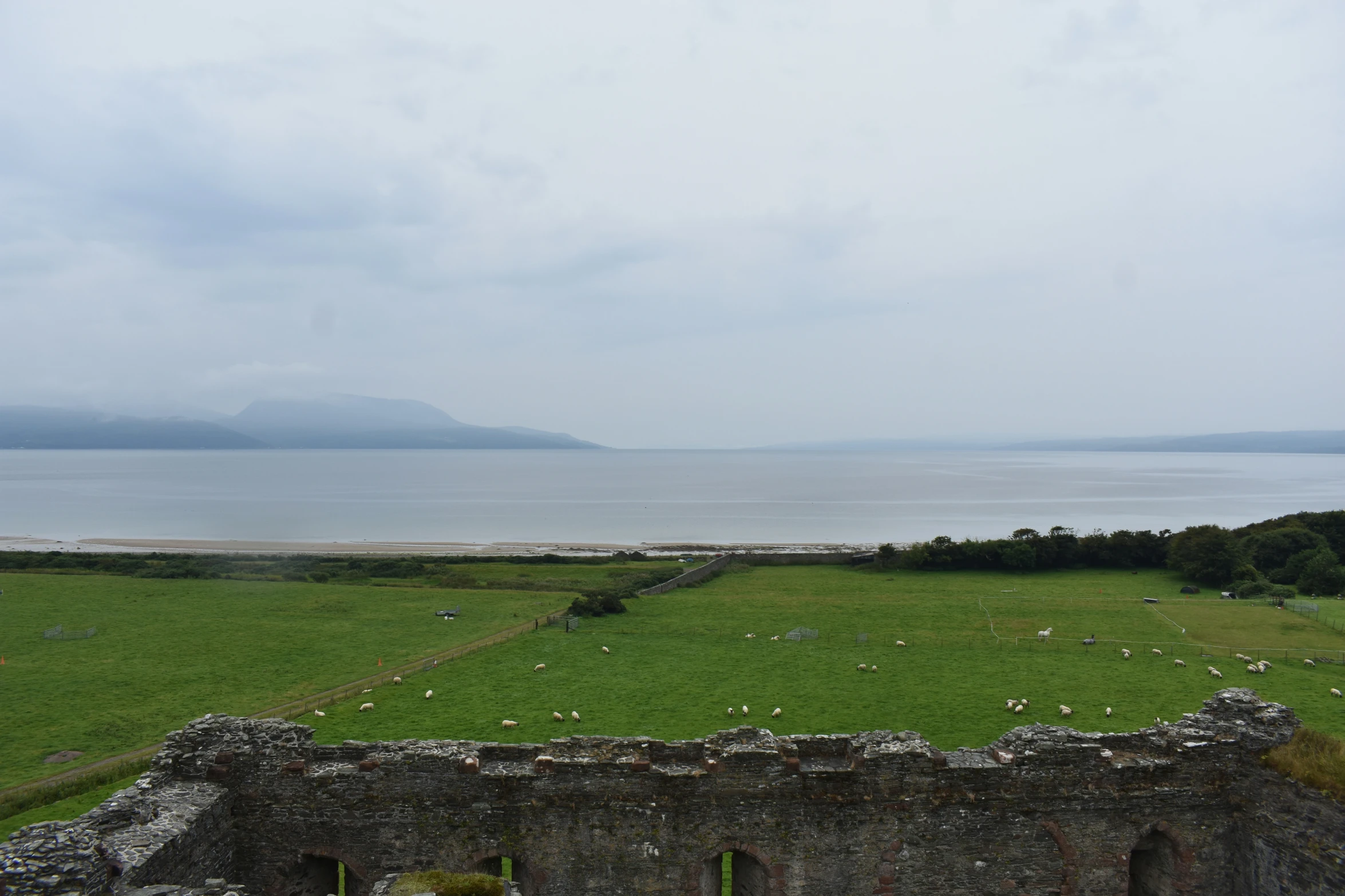 a large field is shown with sheep scattered all over