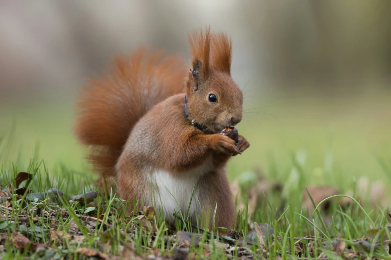 a squirrel holding a piece of bread in its paws