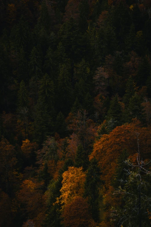 a group of green trees with orange, yellow and brown foliage