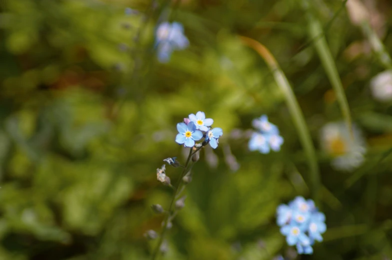 a close up view of small blue flowers