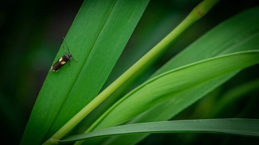 an insect sits on a green plant, peering straight ahead