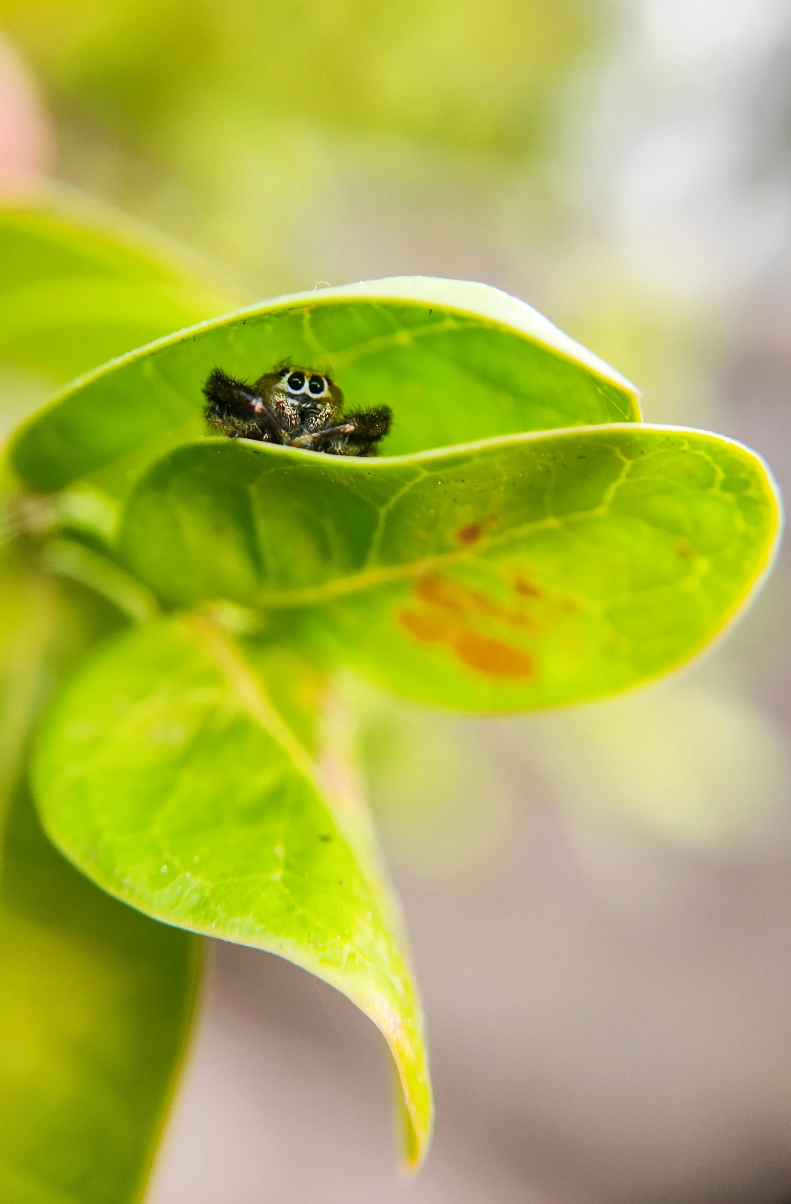 an insect that is sitting on a leaf
