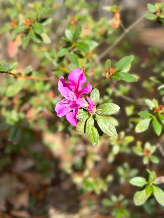 a flower blooming on the side of a forest