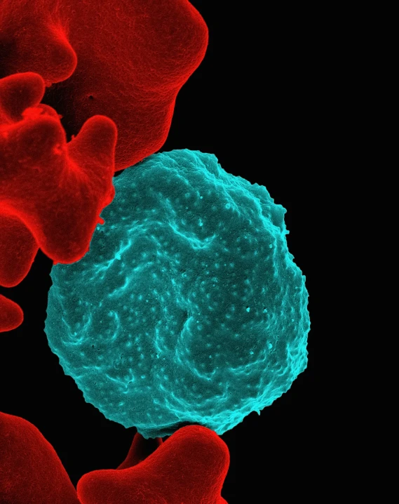 red and green cells are shown with the color blue