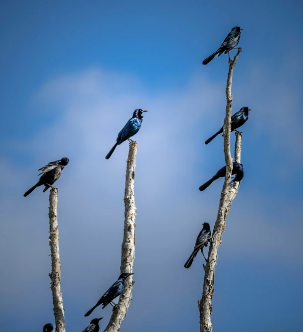 several birds sitting on top of bare trees