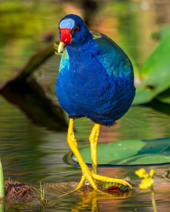 blue and yellow bird standing on a nch in water