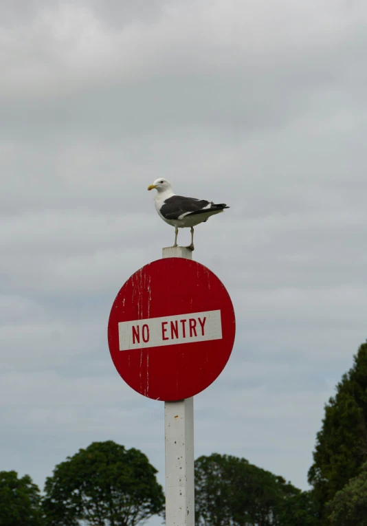 a small seagull perches on top of a no entry sign