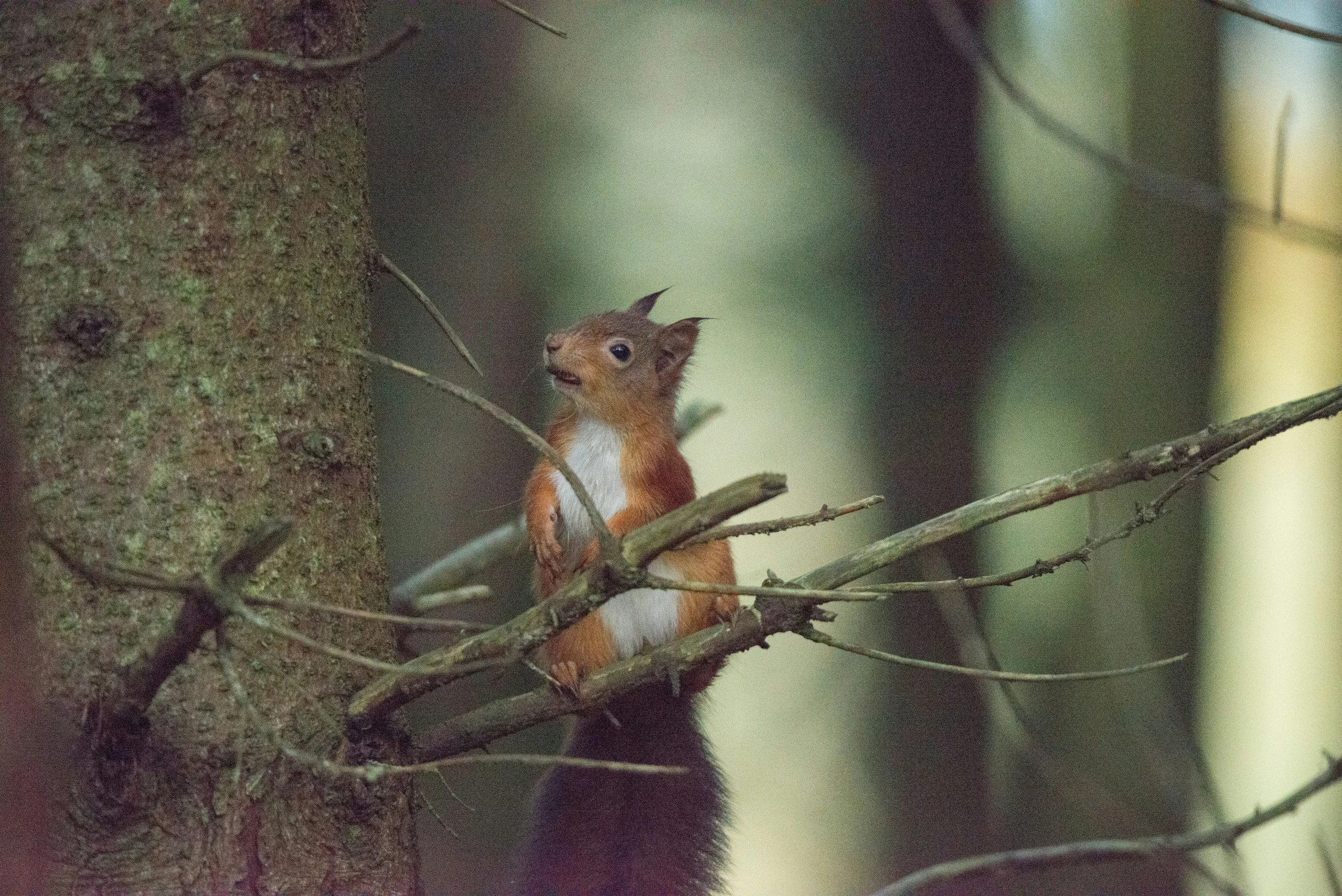 a red squirrel sitting in a tree nch