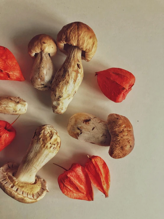 different types of fruit, including oranges and mushrooms