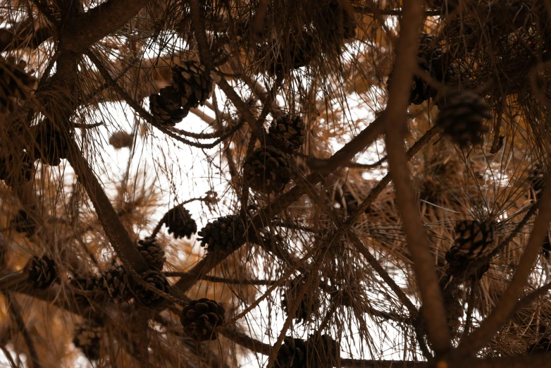 this po depicts the pine cones of several types of trees