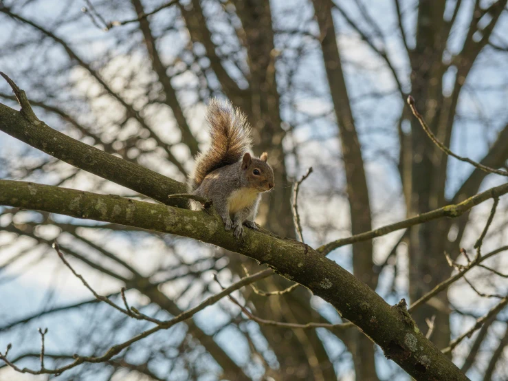 a squirrel is perched on a tree limb