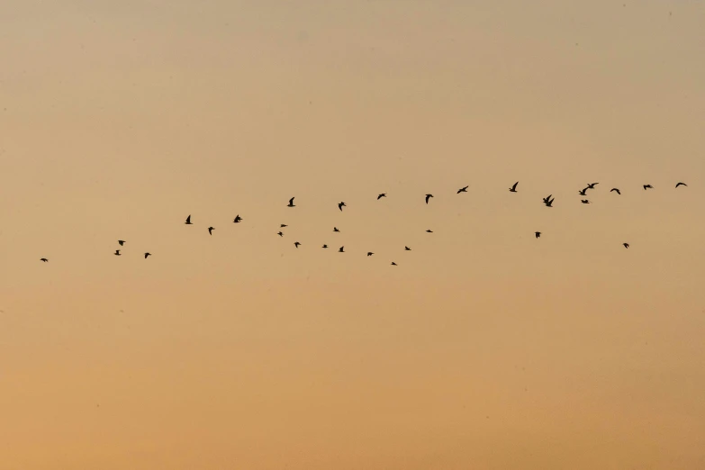 a flock of birds flying in formation against the sky