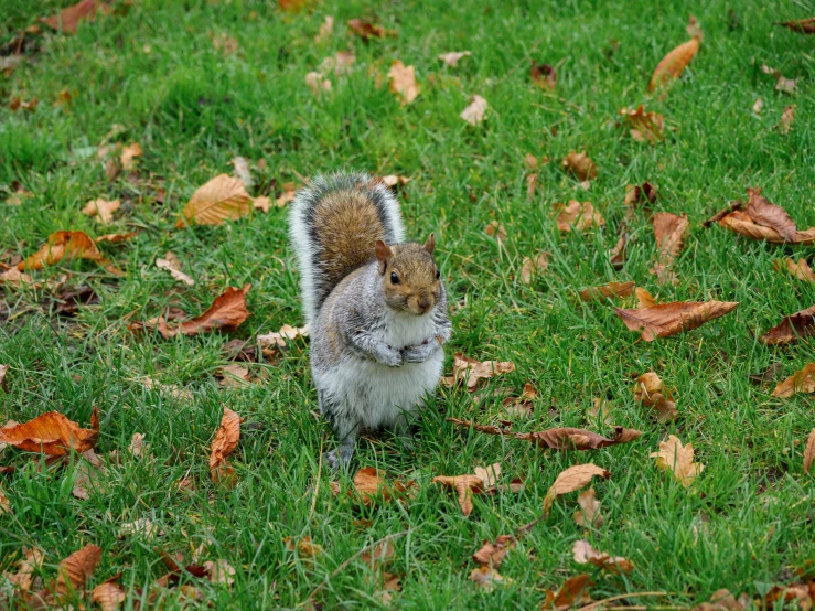 a squirrel is standing in the grass by itself