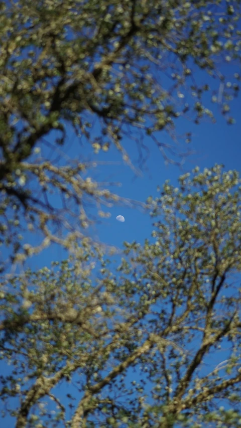 a small plane is flying over the tree tops