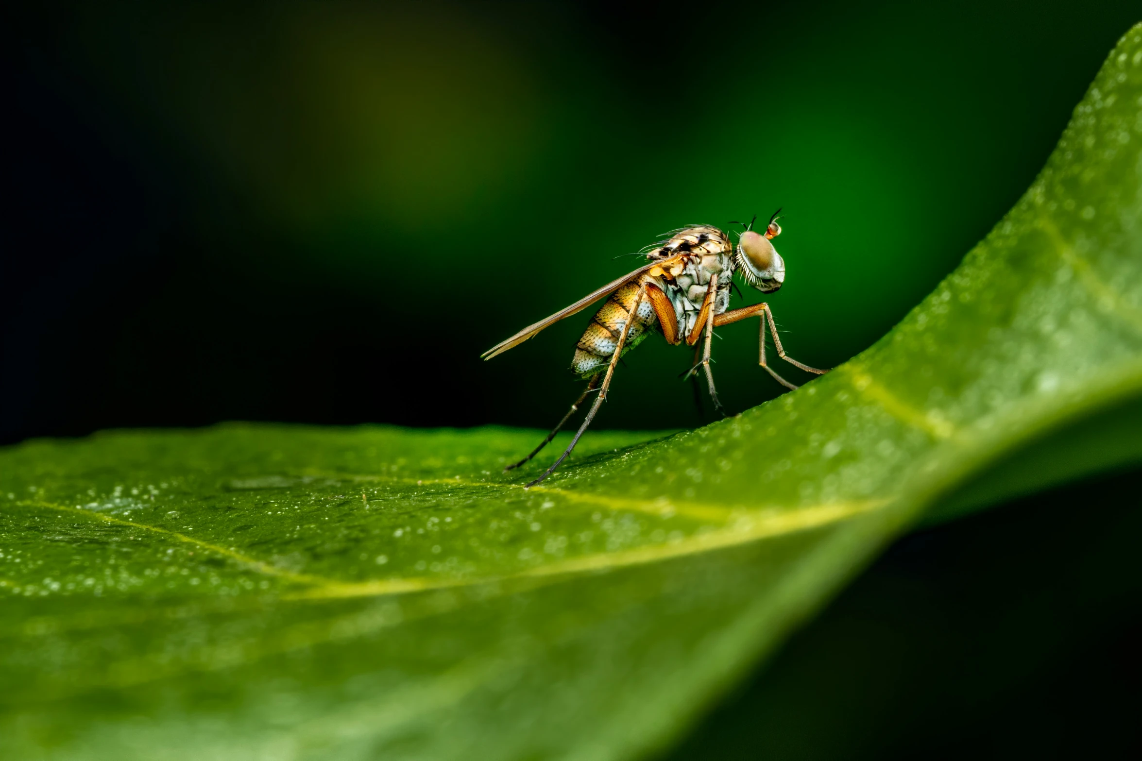 a bug is on top of a leaf